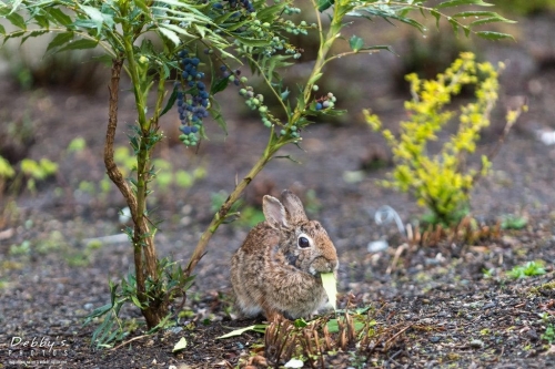 WA5349 Bunny