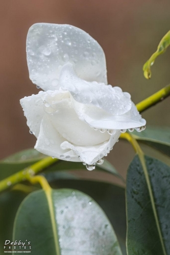 WA5352b Magnolia in Rain