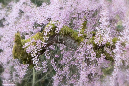 WA5359 Weeping Cherry Blossoms