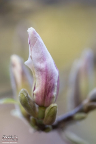 WA5360 Magnolia Bud