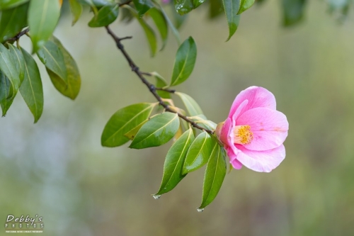 WA5362 Flowering Camellia Tree