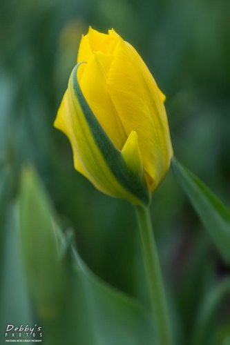 WA5366 Yellow Tulip, Wrapped in Green Stem, Roozengarde