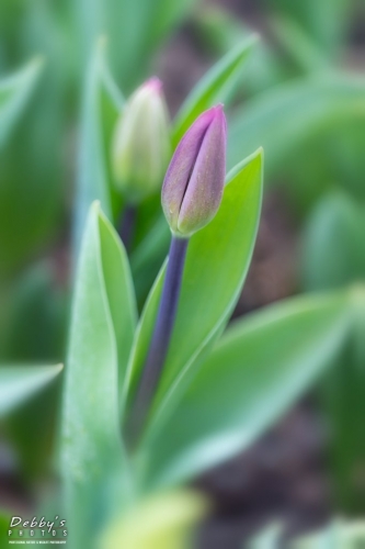 WA5367 Tulip Bud, Roozengarde