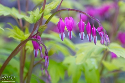 WA5368 Bleeding Hearts