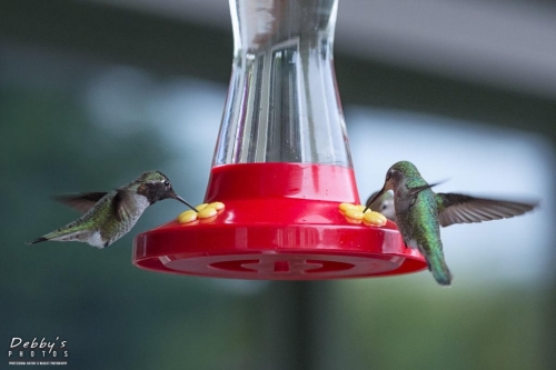 WA5371 Hummingbirds