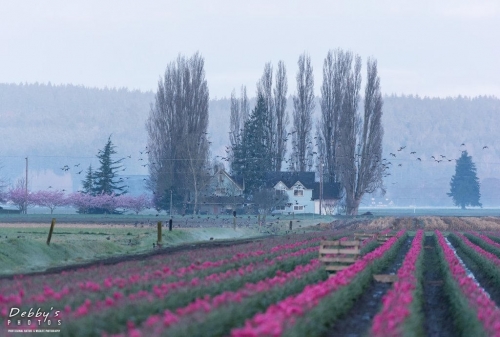 WA5372 Tulip Field at Daybreak, Flock of Ducks, Bald Eagle on Fence Post