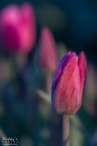 WA5373 Tulips and Dew Drops