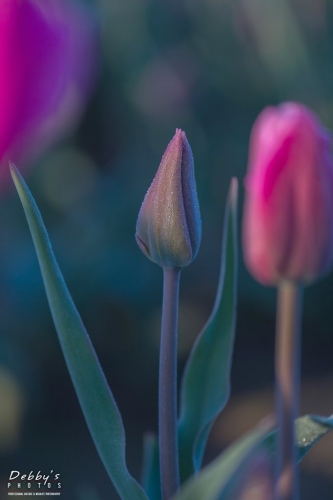 WA5374 Dew Drops and Tulips