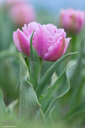 WA5384 Double Pink Tulips