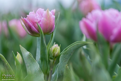 WA5385 Double Pink Tulips