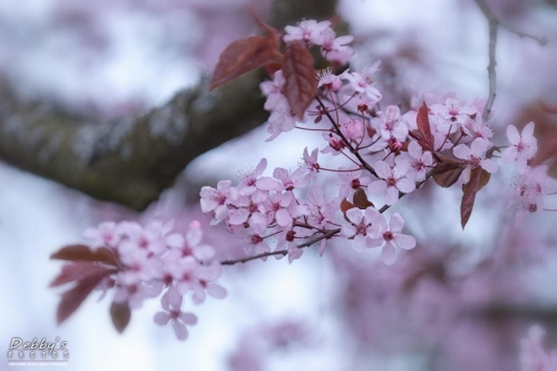 WA5386 Cherry Blossoms