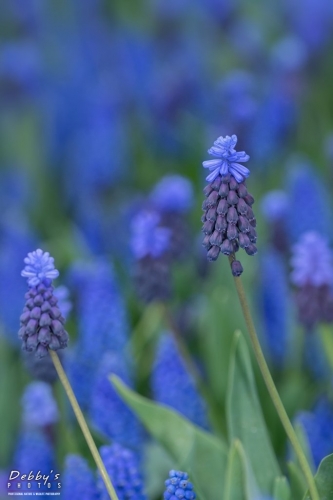 WA5387 Grape Hyacinth, Muscari