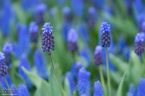 WA5388 Grape Hyacinth, Muscari