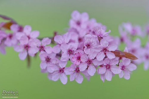 WA5390 Blossoms