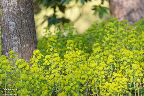 WA5392 Euphorbia