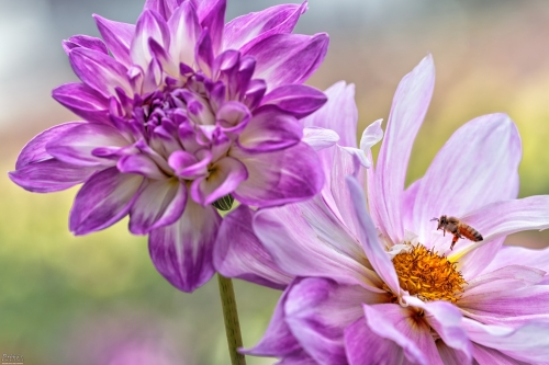 8425 Oregon Trip, Canby, Dahlia Farm and Bee