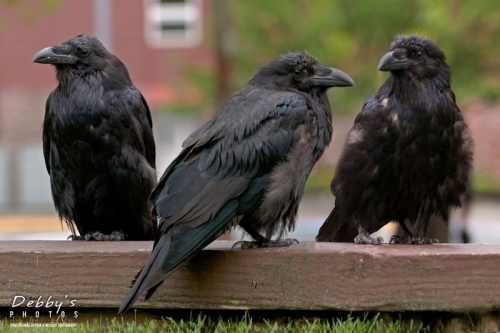 AK11b 3 Common Ravens Hanging Around the Docks