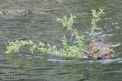 AK2 Furry Beaver with Branch at Denali, Alaska