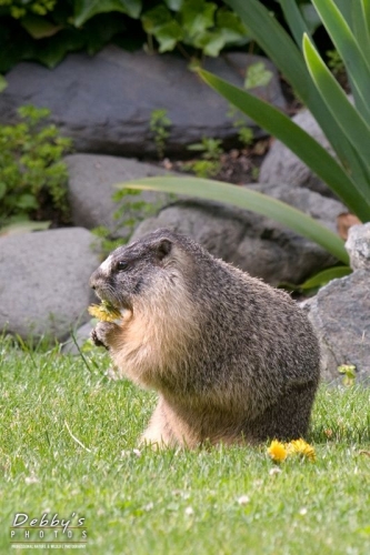 AK37 Marmot Eating a Dandelion