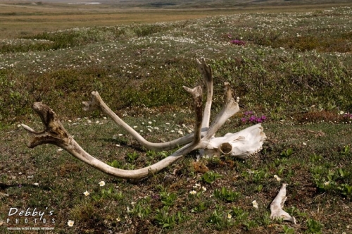 AK60 Anaktavuk Tundra Flowers and Caribou Skull