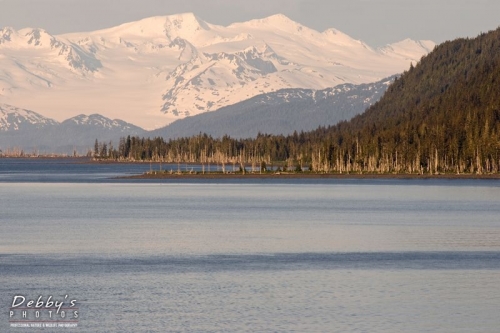 AK67 Snowy Mountains, Ocean and Tree Lined Foothills