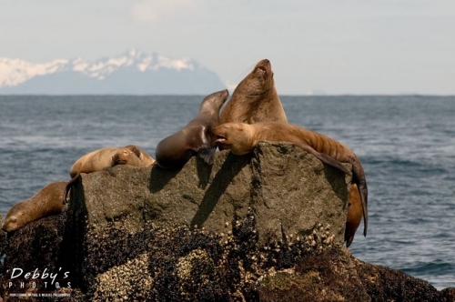 AK69 Walrus and Seals