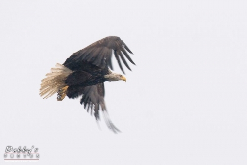 AK73 Wet Bald Eagle in Flight