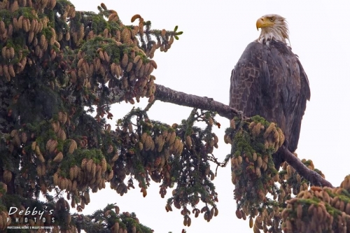 AK8 Very Wet Bald Eagle