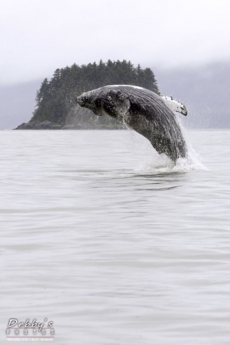 AK9 Humpback Whale Breaching