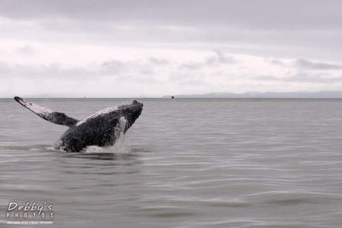 AK9b Breaching Humpback Whale