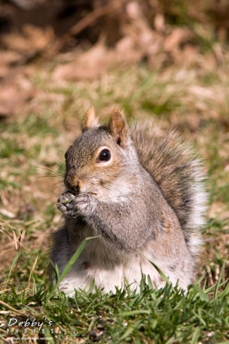 1415 Fat Gray Squirrel