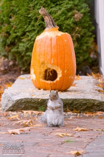 2026 Gray Squirrel and Pumpkin
