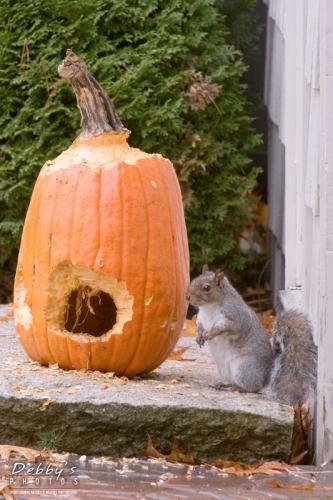 2027 Gray Squirrel and Pumpkin