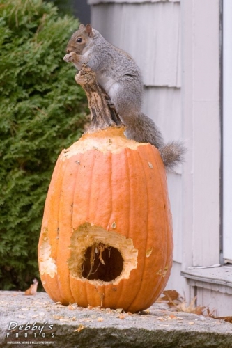 2028 Gray Squirrel and Pumpkin