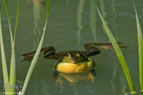 3074 Bullfrog Croaking