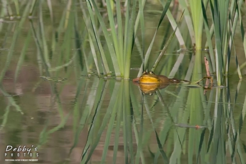 3077 Bullfrog in the reeds, reflection