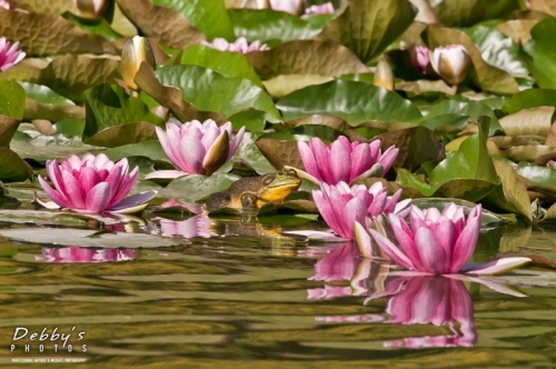 3100 Bullfrog and Pink Water Lilies