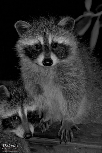 3241 Baby Raccoon