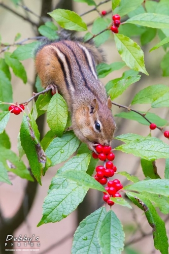 3803b Chipmunk, Holly Berries