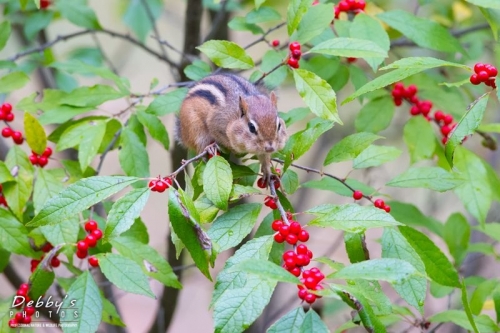 3804 Chipmunk,  Holly Berries