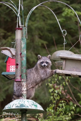 3883 Raccoon Raiding Birdfeeders