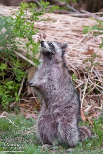 3885 Raccoon Standing Up