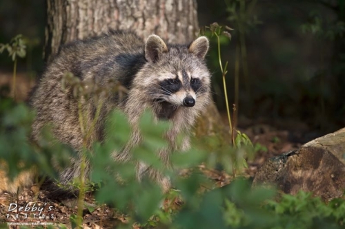 3886 Raccoon at Edge of Woods