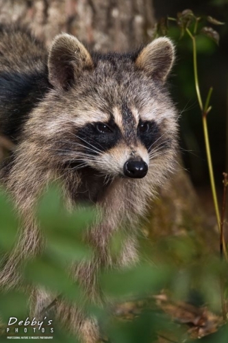 3886b Raccoon at Edge of Woods in Golden Light