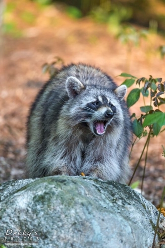 3887 Raccoon in Golden Light