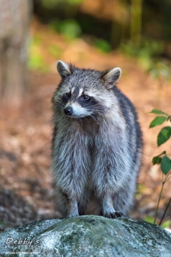 3889 Raccoon in Golden Light