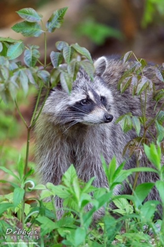 3891 Raccoon