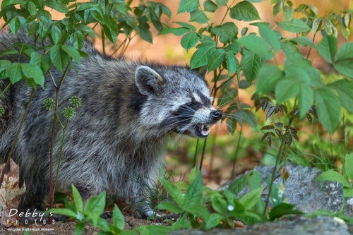 3892 Raccoon Growling