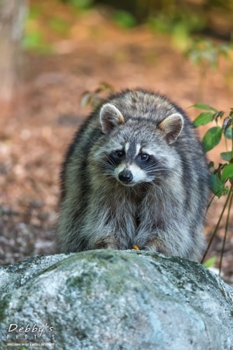 3893 Raccoon in Golden Light