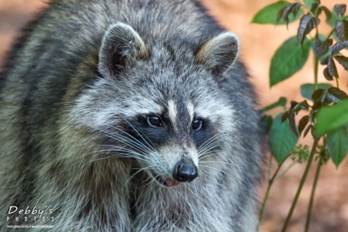 3894 Raccoon in Golden Light